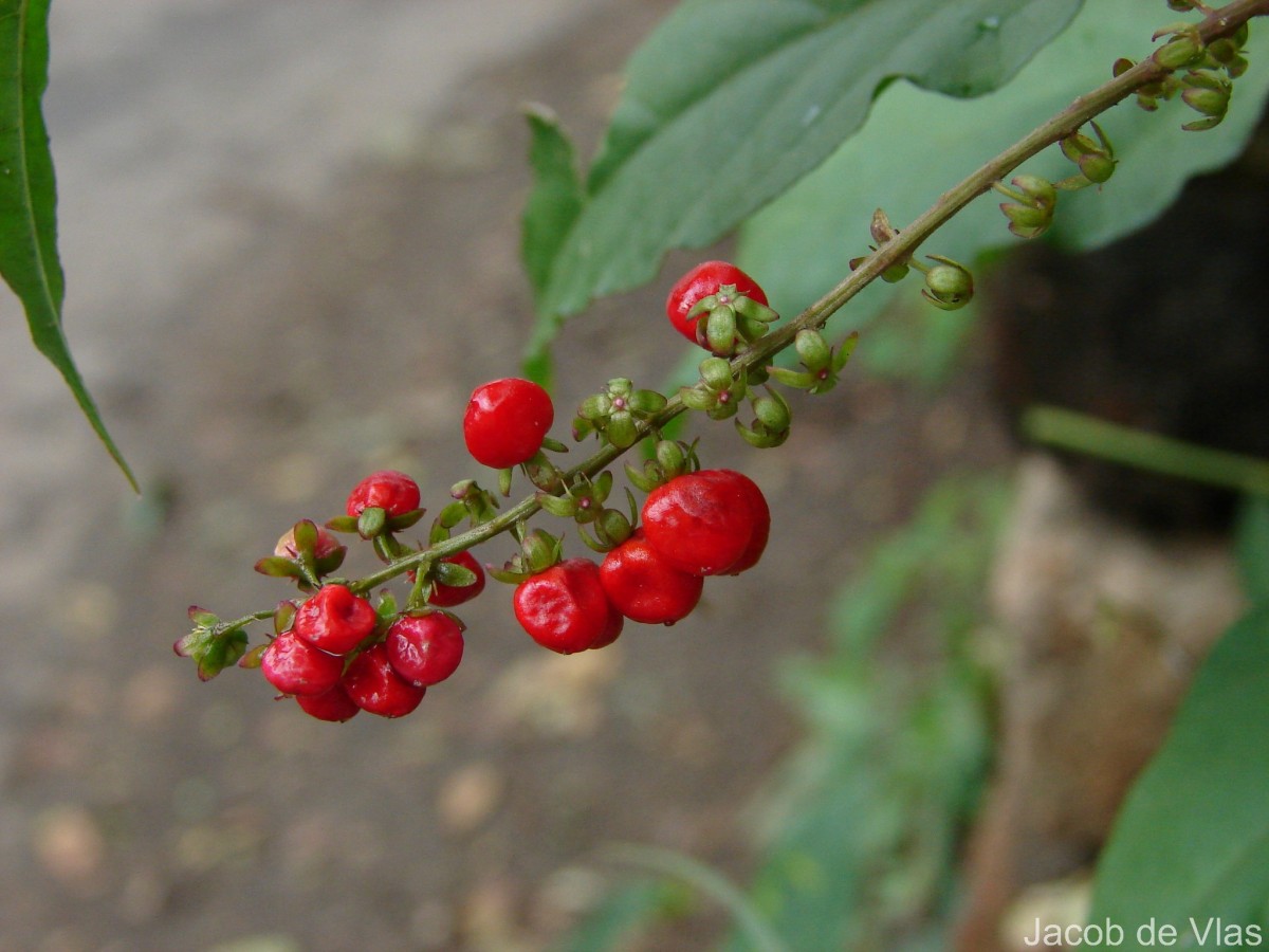 Rivina humilis L.